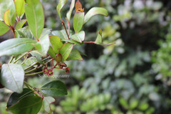 Euonymus crenulatus
